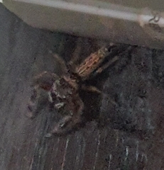 Lepidemathis cavinti