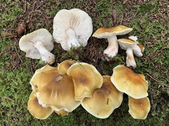Tricholoma arvernense