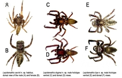 Lepidemathis cavinti