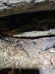 Ambystoma annulatum
