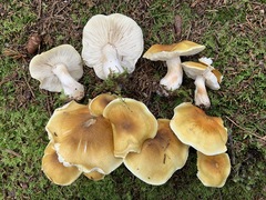 Tricholoma arvernense