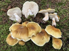 Tricholoma arvernense