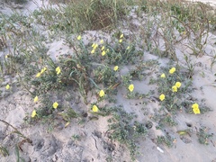 Oenothera drummondii