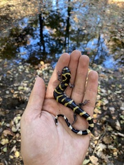 Ambystoma annulatum