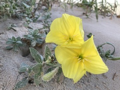 Oenothera drummondii