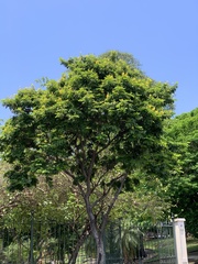 Paubrasilia echinata