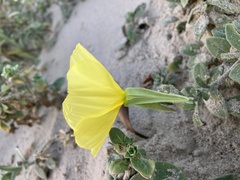 Oenothera drummondii