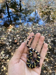 Ambystoma annulatum