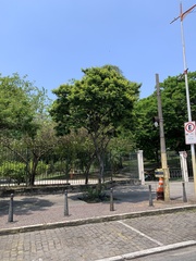 Paubrasilia echinata