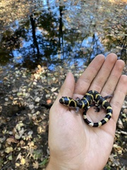 Ambystoma annulatum