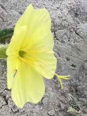 Oenothera drummondii