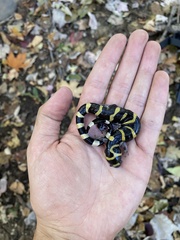 Ambystoma annulatum