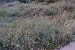 Sphaeralcea fendleri