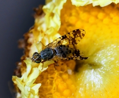 Austrotephritis poenia