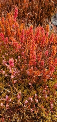 Bistorta vacciniifolia