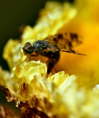 Austrotephritis poenia
