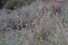 Sphaeralcea fendleri