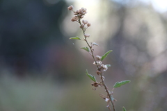 Sphaeralcea fendleri