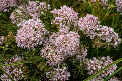 Serruria rubricaulis