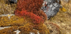 Bistorta vacciniifolia