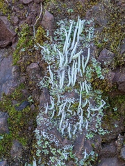 Cladonia coniocraea