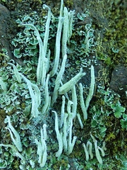Cladonia coniocraea