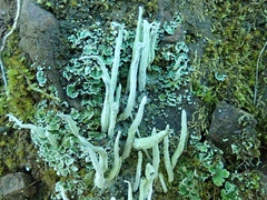 Cladonia coniocraea