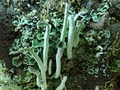 Cladonia coniocraea