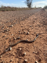 Ophisaurus attenuatus