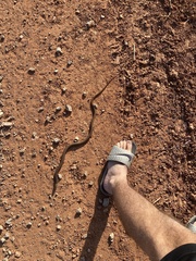 Ophisaurus attenuatus