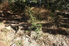 Sisymbrium altissimum