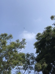 Parabuteo unicinctus