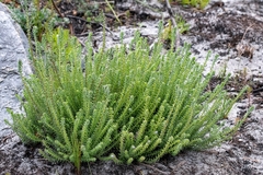 Disparago ericoides