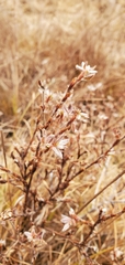 Dasiphora fruticosa