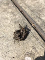 Parabuteo unicinctus