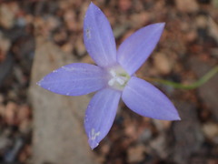 Wahlenbergia