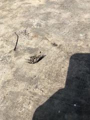 Parabuteo unicinctus