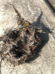 Parabuteo unicinctus