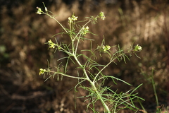 Sisymbrium altissimum