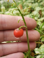 Convallaria majalis