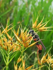Sphex dorsalis