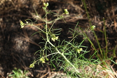 Sisymbrium altissimum