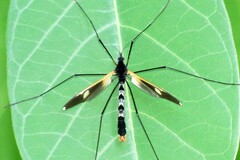 Hexatoma plumbicincta
