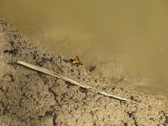 Sceliphron madraspatanum