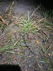 Ambystoma annulatum