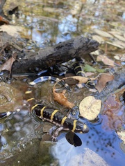 Ambystoma annulatum