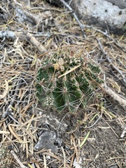 Hamatocactus setispinus