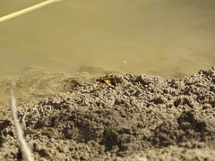 Sceliphron madraspatanum