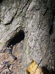 Ambystoma annulatum