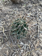 Hamatocactus setispinus